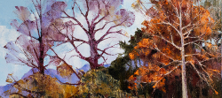 Autumn Trees - Franschhoek Valley | 2019 | Oil on Canvas | 46 x 64 cm